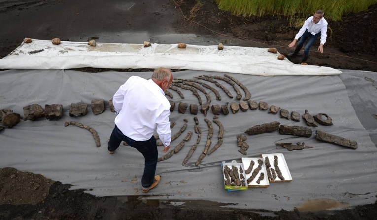 Nevjerojatan fosil: Kitovi su prije imali četiri noge i hodali su po kopnu